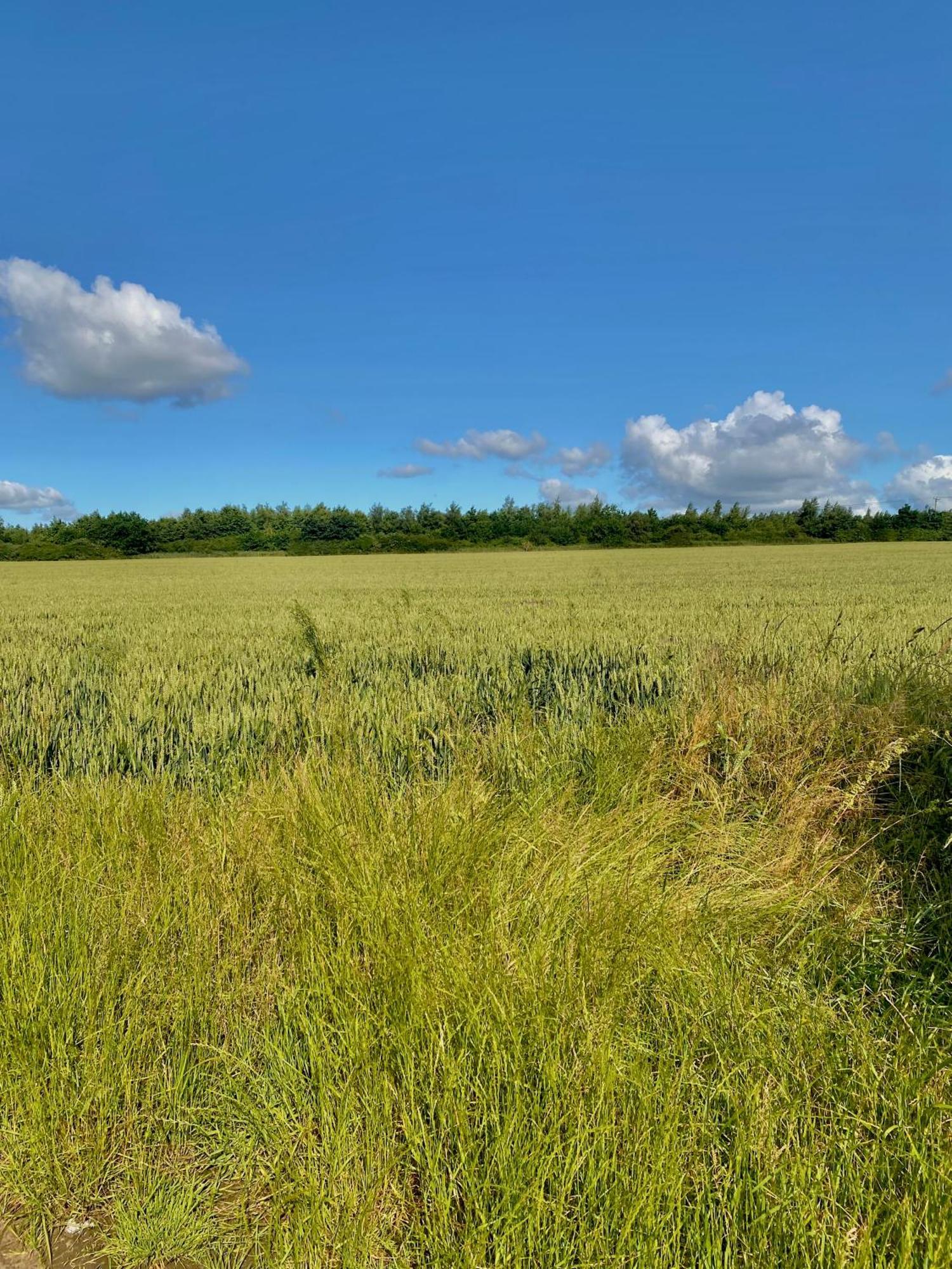 Work And Relax - Fast Wifi, Fireplace & Near Pub Newton Aycliffe Eksteriør bilde