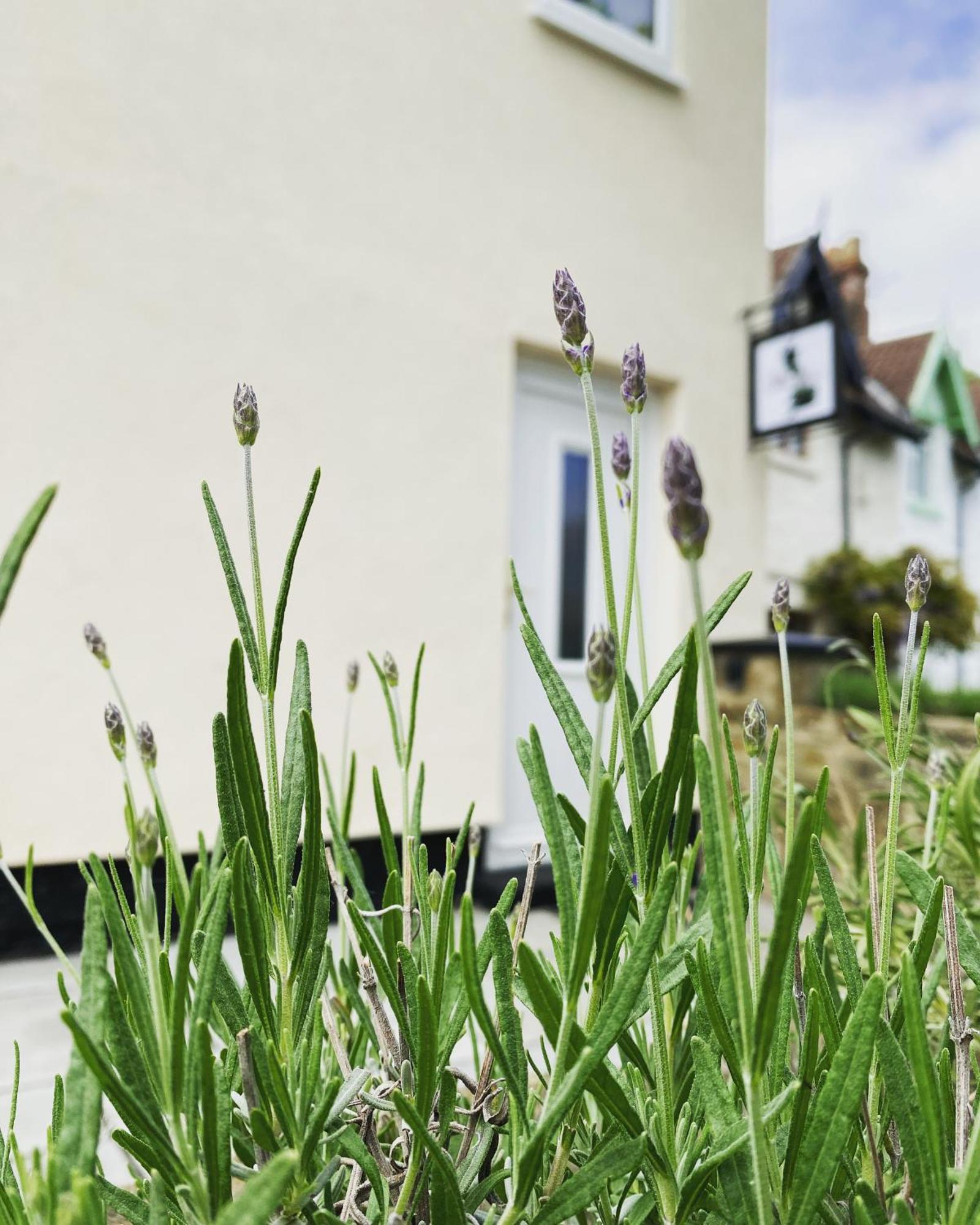 Work And Relax - Fast Wifi, Fireplace & Near Pub Newton Aycliffe Eksteriør bilde